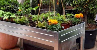 huerto de plantas
