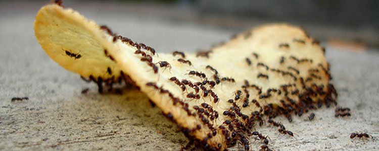 Remedio casero para las hormigas