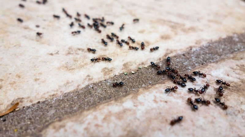 Remedios naturales para las hormigas