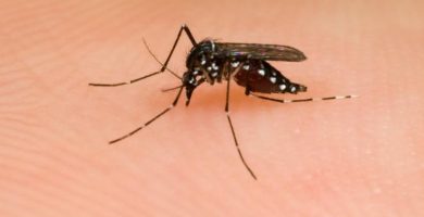 Cura las picaduras de mosquitos con estos simples pasos