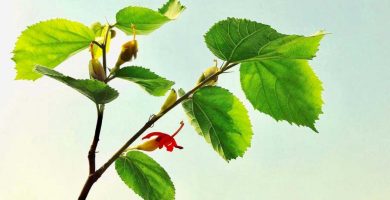 planta silvestre