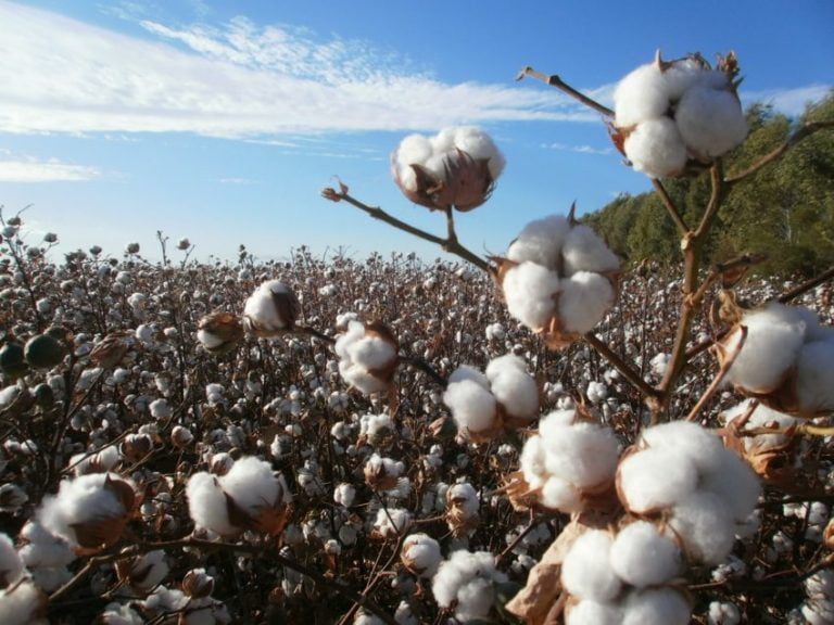 Aceite de semilla de algodón, qué es, usos y beneficios Consejo al Día