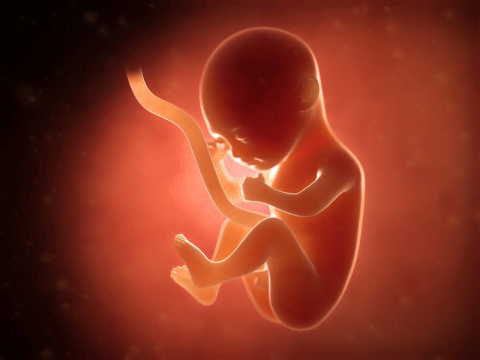 Los bebés en el útero pueden ver más de lo que pensábamos