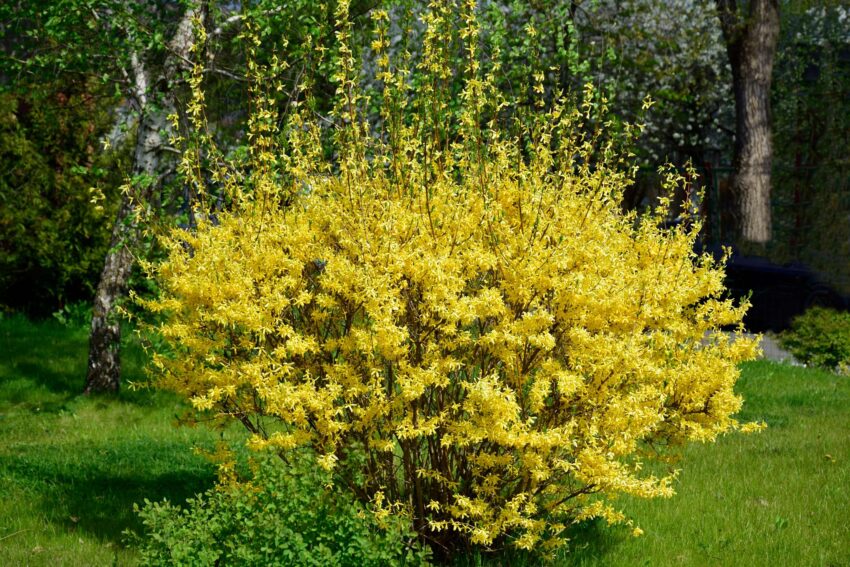 planta amarilla