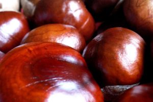 Castañas, propiedades, beneficios y recetas