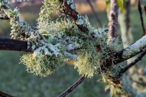 Norovirus Causas, síntomas y tratamiento